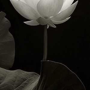 Meet your Posher, Joselyn